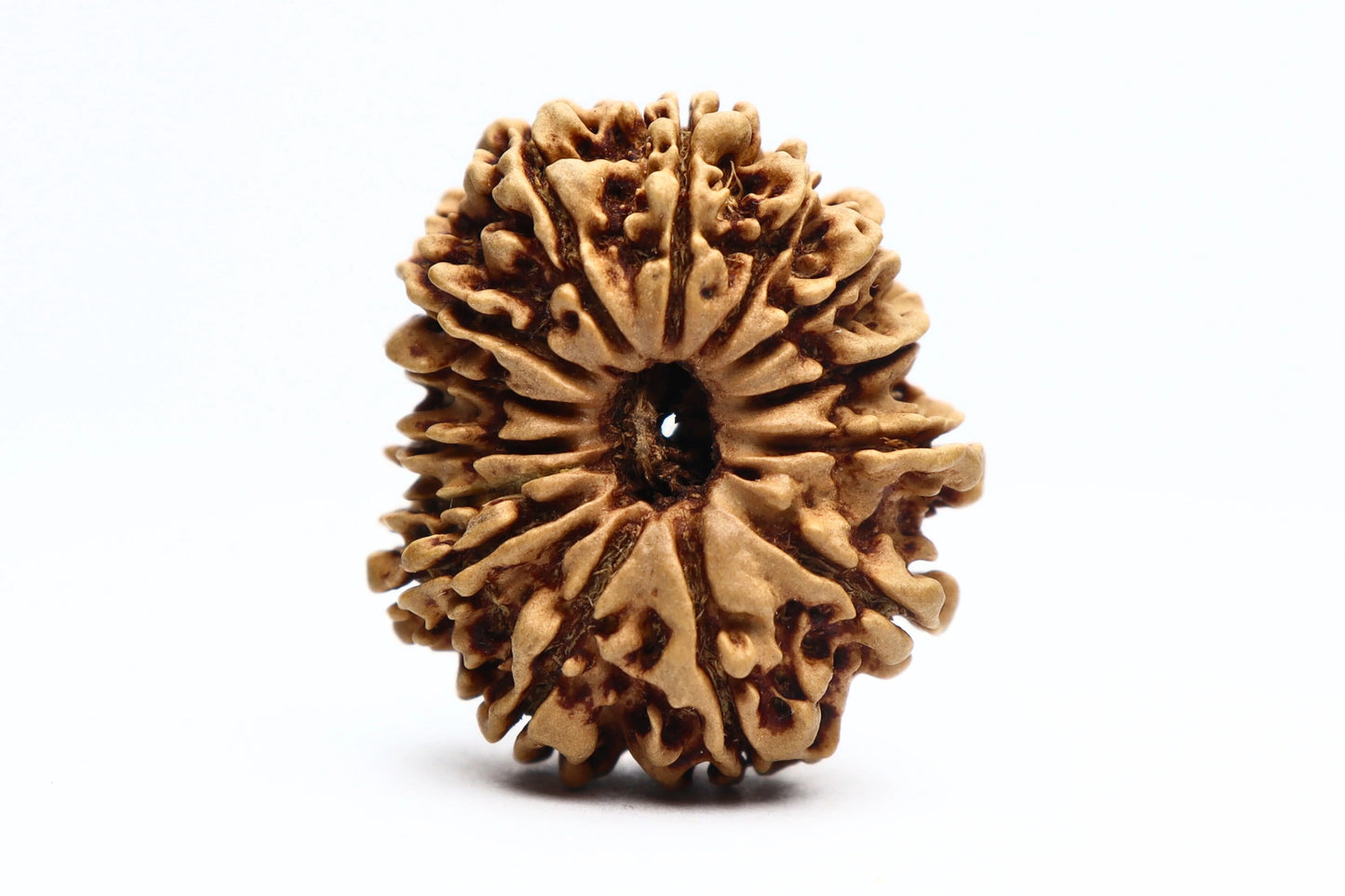 14 Mukhi Nepali Rudraksha