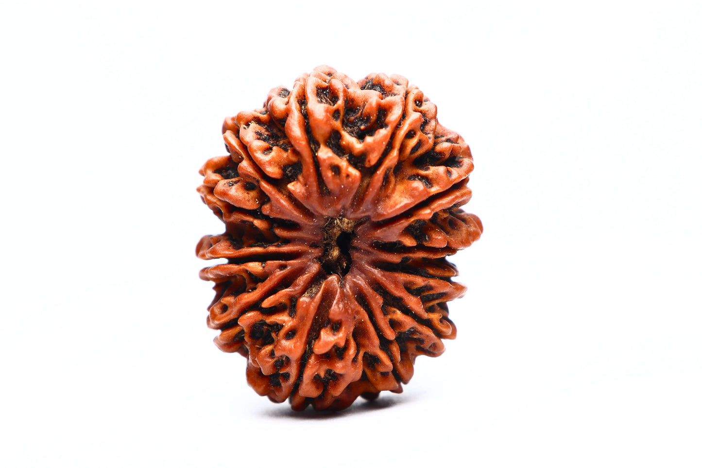 12 Mukhi Nepali Rudraksha Beads