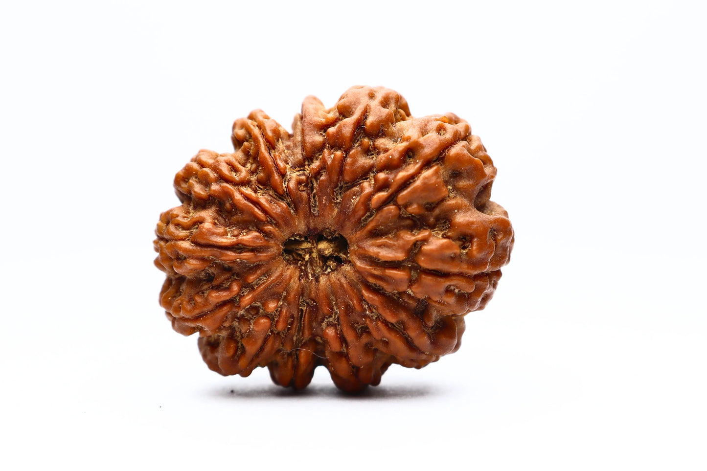 12 Mukhi Nepali Rudraksha Beads