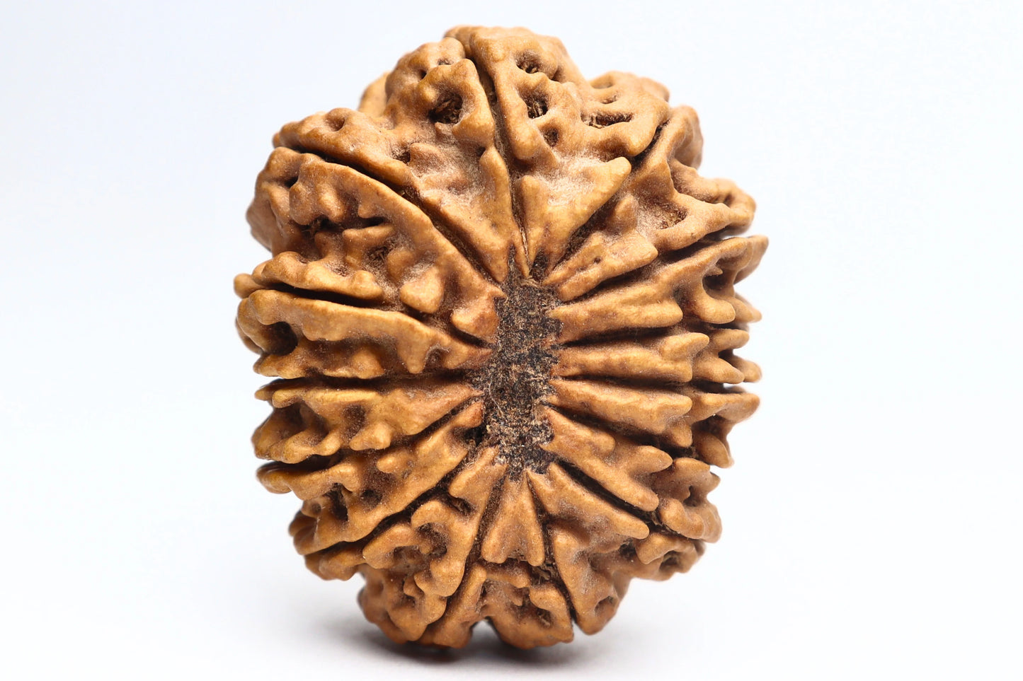 14 Mukhi Nepali Rudraksha