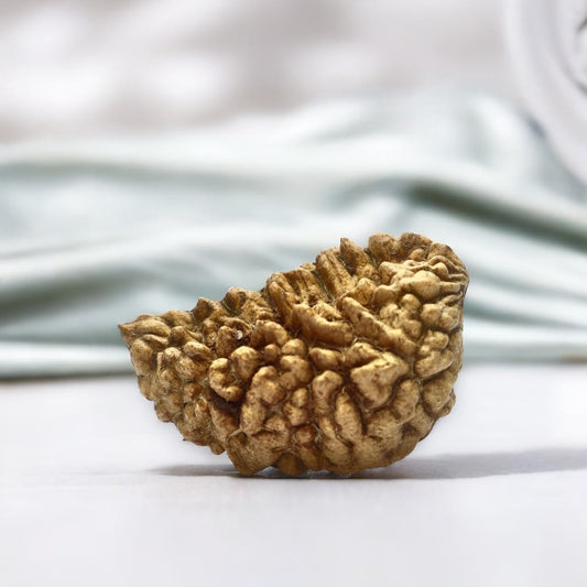 1 Mukhi Rudraksha Bead