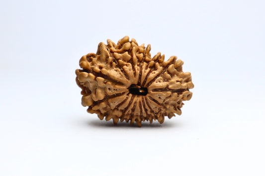 15 Mukhi Nepali Rudraksha