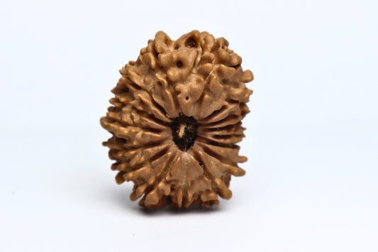 16 Mukhi Nepali Rudraksha