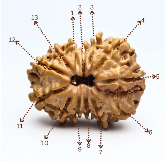13 Mukhi Nepali Rudraksha Beads