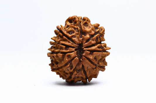11 Mukhi Nepali Rudraksha Bead