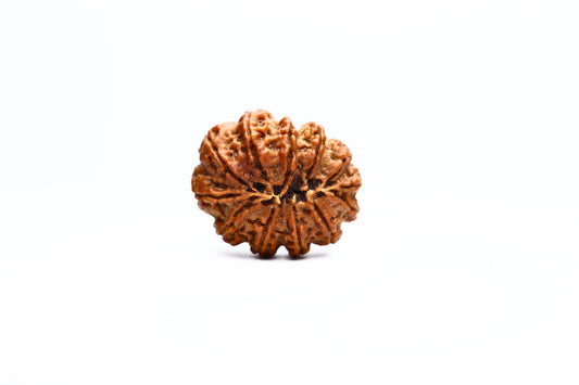 12 Mukhi Nepali Rudraksha Beads