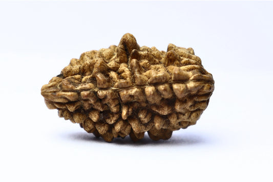 1 Mukhi Rudraksha Bead