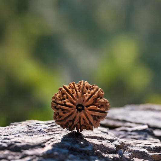 10 Mukhi Nepali Rudraksha Bead