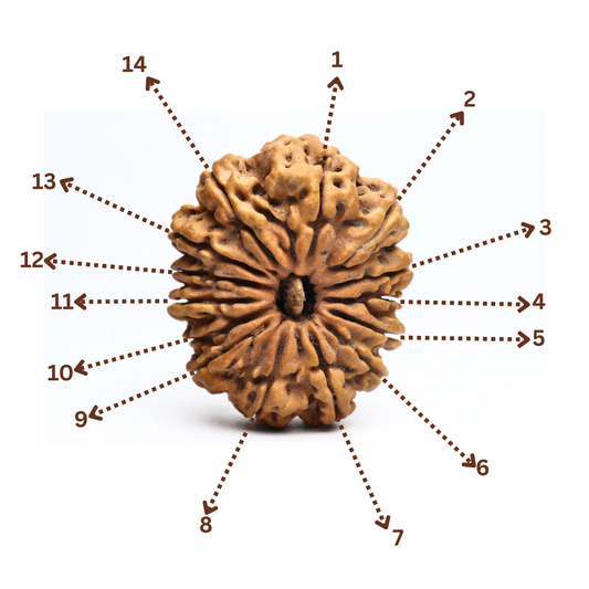 14 Mukhi Nepali Rudraksha