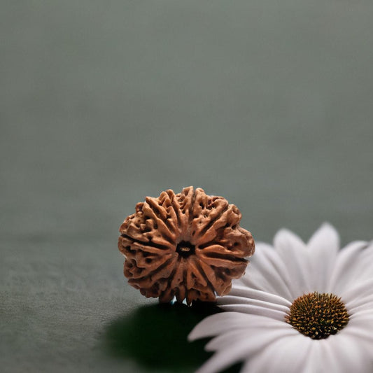 10 Mukhi Nepali Rudraksha Bead