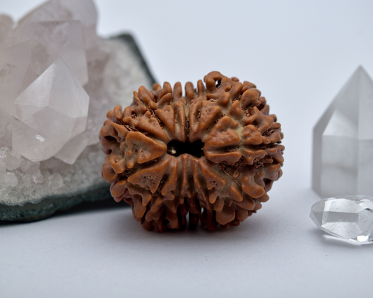 13 Mukhi Nepali Rudraksha Beads