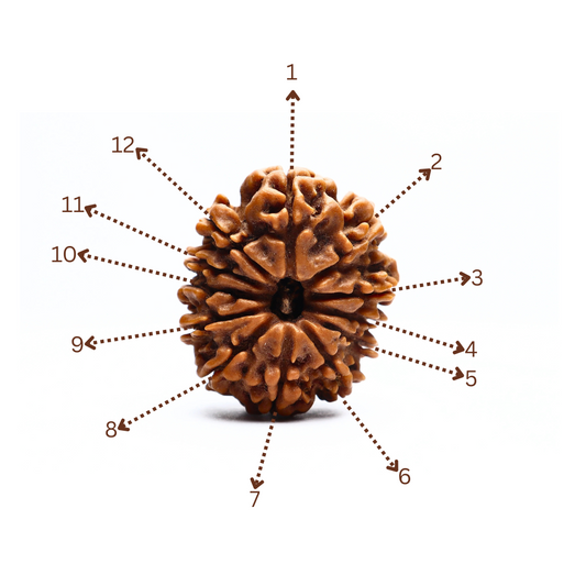 12 Mukhi Nepali Rudraksha Beads