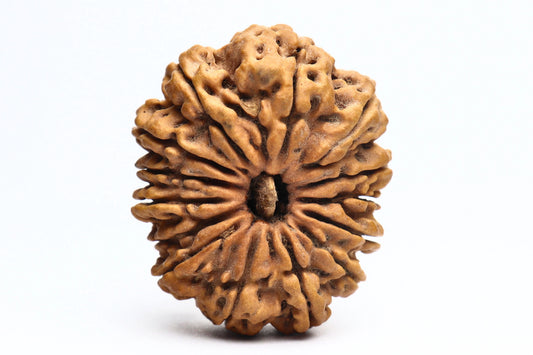 14 Mukhi Nepali Rudraksha