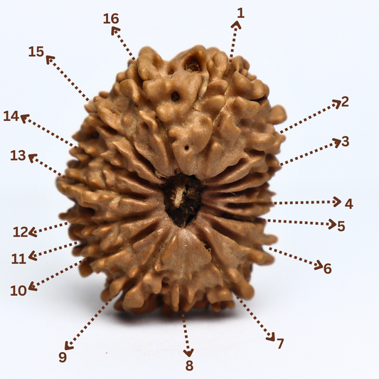 16 Mukhi Nepali Rudraksha