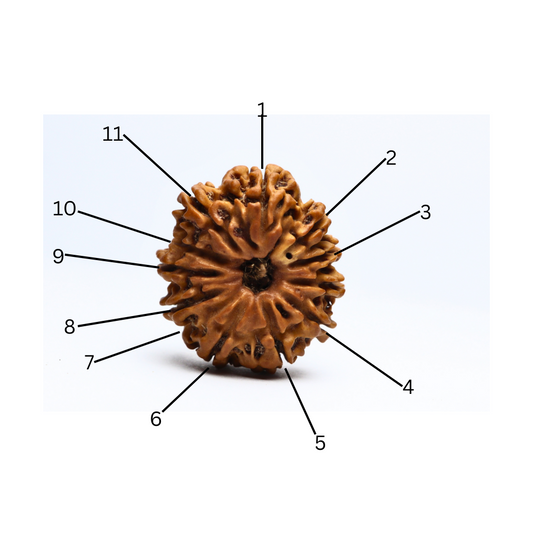 11 Mukhi Nepali Rudraksha Bead