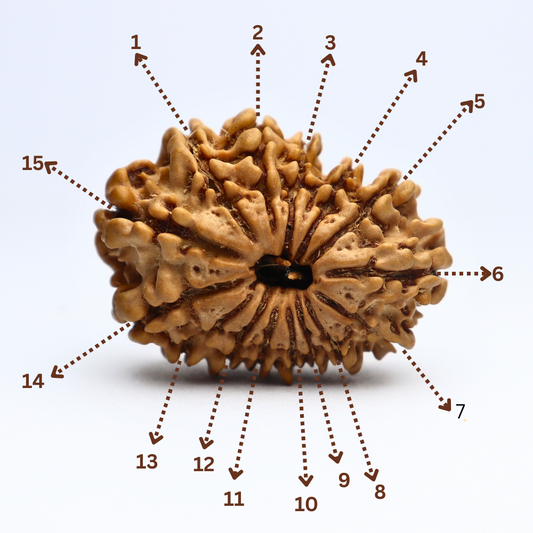 15 Mukhi Nepali Rudraksha